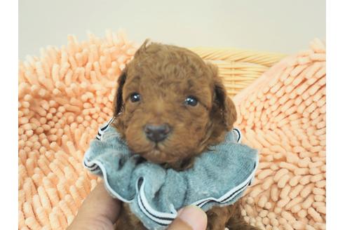 成約済の埼玉県のトイプードル-103126の1枚目
